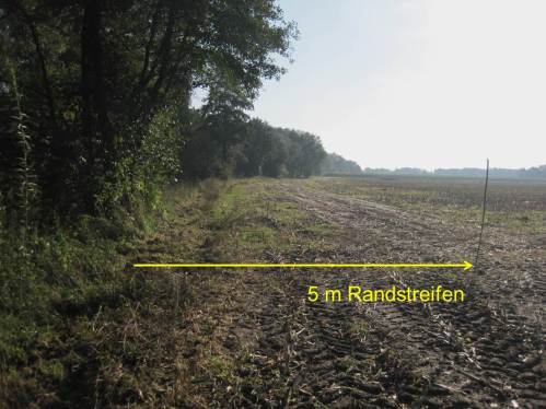 Haselstecken zeigt 5 m Randstreifen - Text - neben pflug-entwurzeltem Restbaum
