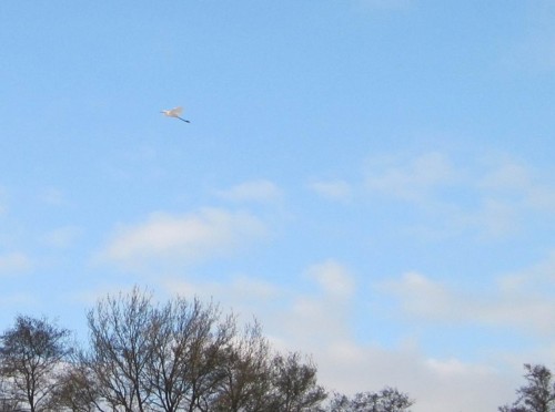 Auch den Silberreiher - Einwanderer des Klimawandels? - wird`s begeistern.