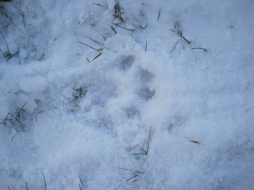 Der mit diesem Fußabdruck war`s.