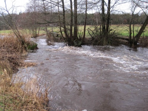 Das Kulturwehr mit seinem Absturz bleibt derzeit nur für Springer wie Bach- und Meerforelle passierbar. Hier muss die Durchgängigkeit allgemein noch hergestellt werden.