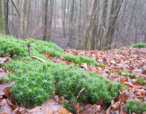 Aber, siehe da - blaugrünes Moos ... wächst schon los.