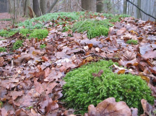 Auch das gelbgrüne Moos lässt sich nicht lumpen, merkt, dass das Frühjahr naht.