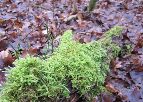 ... und wo es kann, nutzt es Strukturen wie hier Totholz und erobert die dritte Dimension.