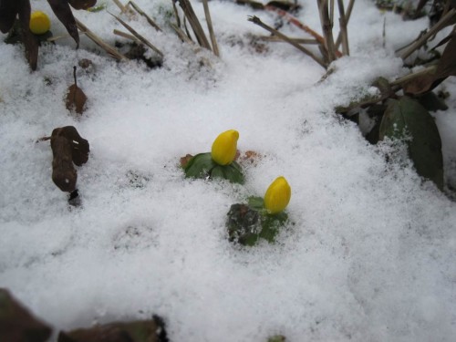Uuund - da warten die Winterlinge auch schon auf Sonne.