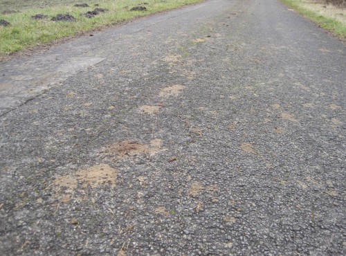 Flächig ist der Teerweg besudelt, mittig linienhaftes Konzentrat ...