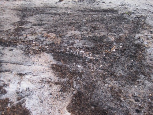 Wer Augen hat zu sehen, der sehe: wo nicht gerade mooriges Gelände angetroffen wird, zeigt sich im freigelegten Mineralboden die Moräne mit Sand bis Geröll.