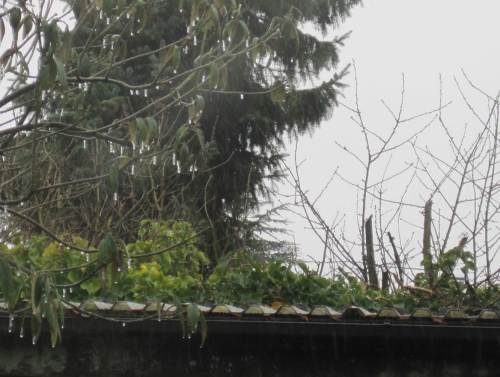 Regen und Frost - kleine Eiszapfen überall.