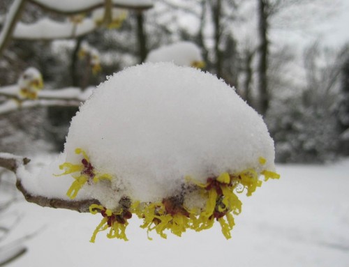 Fast verschwunden - die Blüten der Zaubernuss.