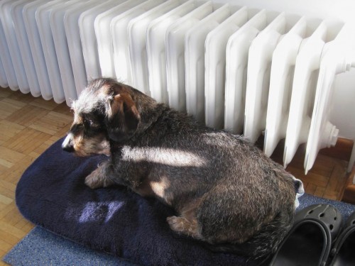 Da freut sich Sonnenhund Socke und profitiert von zweifacher Wärmestrahlung.