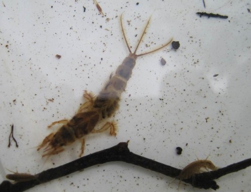 Wenn diese Art zahlreich zu finden ist, kann aufgrund ihrer mehrjährigen Larvenentwicklung von halbwegs stabilen Gewässerverhältnissen ausgegangen werden.