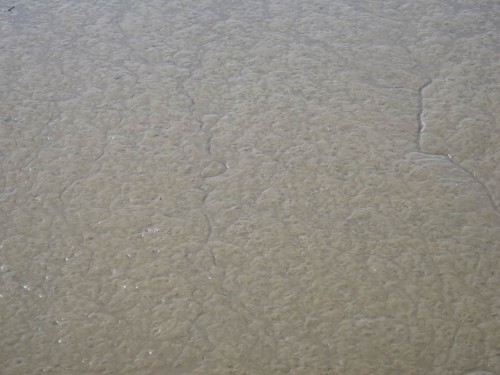 Nach schnellem Überfliegen der Informationen nutze ich, da gerade Ebbe ist, die Zeit für einen Blick auf das Süßwasserwatt  - mitten im Hafengebiet mit seinen Kanälen.