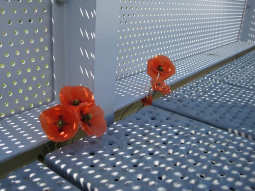 Aber die Natur bahnt sich ihren Weg ...