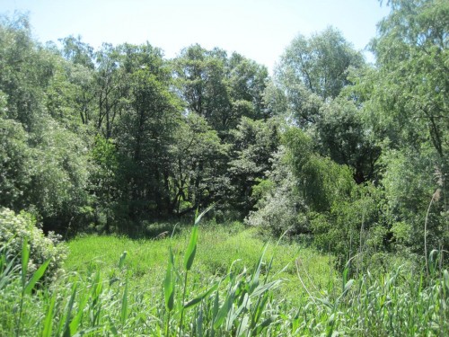 Ich gönne mir eine Natur-Tour entlang dem NSG Rhee, einem abgedeichten Auwaldrest, der früher ein Tideauenwald war.