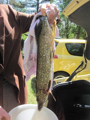Überraschung - ein an den Silberlingen interessierter Grüner verbiss sich dermaßen in einen Fang, dass auch er an Land kam.