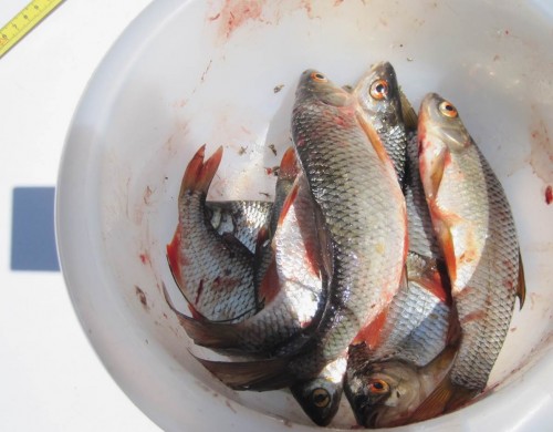 Alle möglichen Silberlinge waren das Hauptziel - hier die mit den roten Augen.