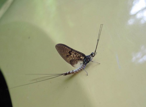 Warum das Männchen nun seine Vorderbeine so lang ausstreckt - wir wissen es nicht.