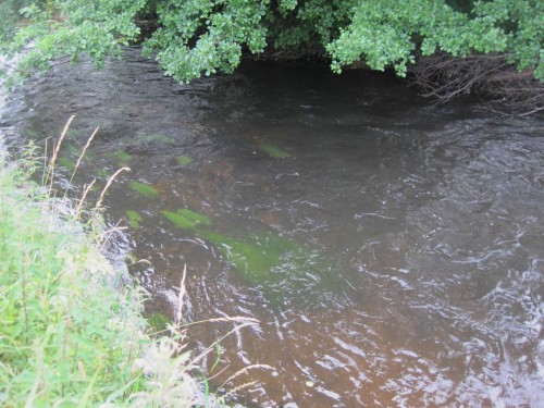 Lichter Schatten durch standorttypische Erlen steuert das System. Wassersternpolster prägen hier den Restaurierungskies.