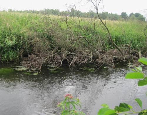 Ganz neu durch den Unterhaltungsverband Seeve eingebautes Totholz am steilen Erosionsufer dieser kanalartigen Strecke.