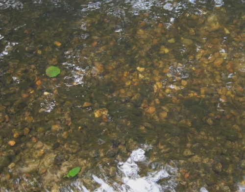 Licht im Überschuss, Agrardünger sowieso - Algenmassen stören und verhindern standortgemäße Verhältnisse, hier auf Restaurierungskies.
