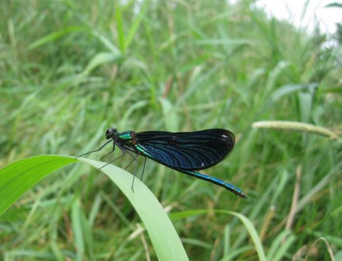 DIE Bachlibelle, Calopteryx virgo (Männchen). Mir scheint, ich bin am sommerkühlen Forellenbach angekommen.