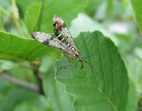 ... ist meist das Männchen nicht fern.