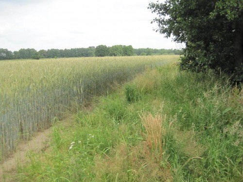 Freude bei der Ankunft am Zielort: Auch wenn man über Ackernutzung in der Aue trefflich streiten kann - hier ist mal kein Blick durch Mais gestört, Getreide steht "wie eine 1". Und es ist der nötige Randstreifen zum Gewässer vorhanden. Schön.