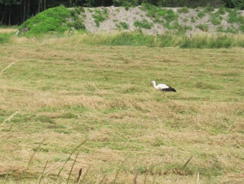 Ein Weissstorch auf frisch gemähter Wiese - man sagt ja, die Geburtenrate steige (wenn auch auf niedrigem Niveau).