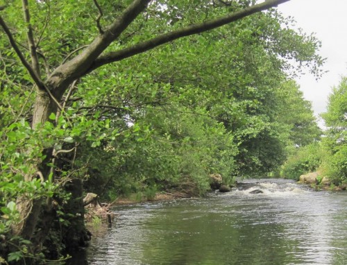 Das zu einer Kolk-Rauschen-Abfolge umgebaute ehemalige Bendestorfer Wehr - es soll auf "jedem Nacken" beidseitig mindestens 5 m³ Kies erhalten, die der Fluss in eine ihm genehme Position transportieren wird.