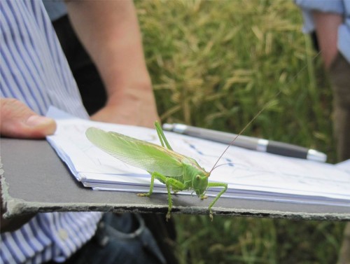 Genug gesehen, offenbar alles ok. Der große, grüne Springer bereitet den Abflug vor.