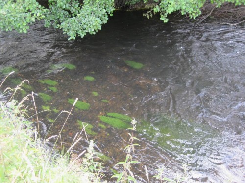Bewährt - an bereits bekiesten Stellen zeigen standorttypische Pflanzen die Verbesserung des Lebensraums.