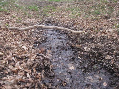 Und noch ein Quellbach! Eher unscheinbar sickert er aus dem Waldboden hervor.