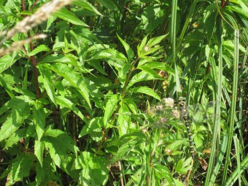 Dass Potential zur Wiederbesiedlung gegeben ist, zeigt dieses Suchbild - oder sehen Sie nix?!