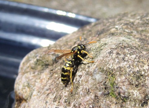 Die Wespe verlässt das Lokal - wer sagt mir mal, um welche Art es sich handelt?