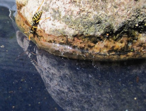 Mindestens sollten wir aber im Garten Trinkbares für unsere Mitbewohner bereithalten. Hier trinkt eine Wespe aus der Vogeltränke.