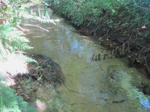 Kaum ist Nr. 3 fertig, ist schon zu erkennen, dass sich die Strömung entlang der Erlenwurzel konzentriert.