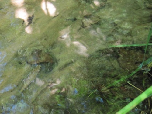 Wir entdecken eine kleine Forelle. Das arme Tier muss sich zwischen Sand- und Schlammbett sein zuHause hinter einem Blatt suchen. - Wäre dieses Blatt nicht da, ...