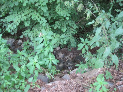 Mal sehen, ob die Wanderung auch beantwortet, warum der Elsebach Richtung Schmittlotheim trocken ist.