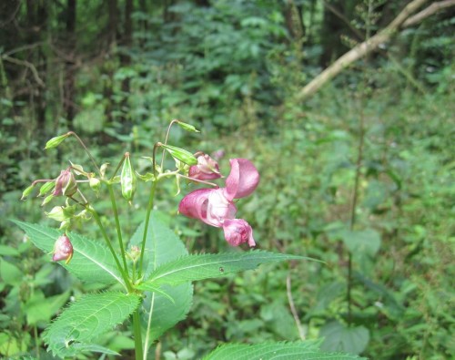 Drüsiges Springkraut, Blüte und Samenstände. - Es ist gerade noch Zeit, alle Pflanzen auszureissen ...