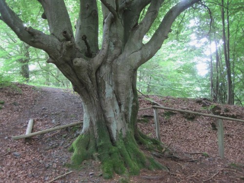 Nicht nur Natur, auch Historie säumt den Weg: Hute- oder Schneitelbuche als Zeugin der Vergangenheit.