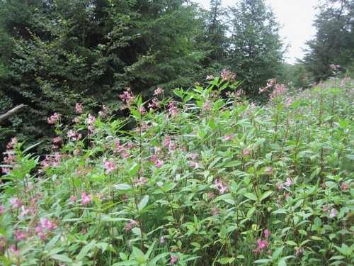 Später ist es zu spät. Das Drüsige Springkraut besetzt jegliche Fläche.