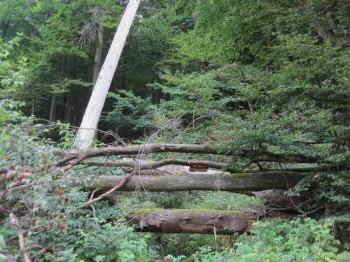 Wald darf im Nationalpark werden und vergehen - und wieder werden ...