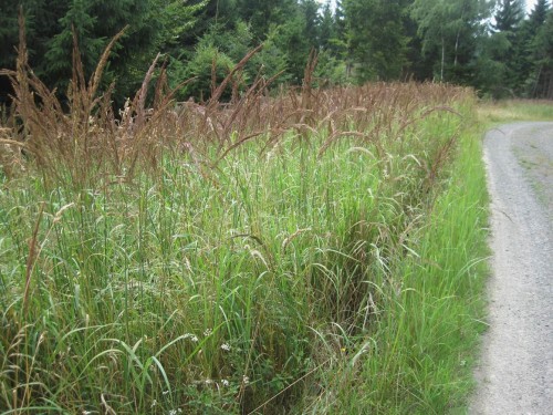 Pfeifengras in Reinkultur - mal nachschlagen, es wurde früher genutzt. - Nein, es pfeift nicht!
