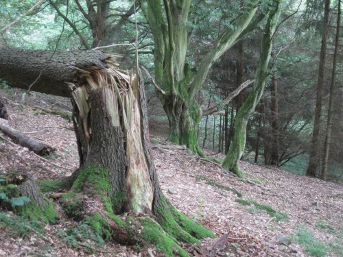 Bruch-Nadelbaum vor alten Hainbuchen.