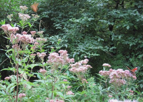 Besonnte Freiflächen locken Schmetterlinge mit Dost. Besonnte Freiflächen locken Schmetterlinge mit Dost.