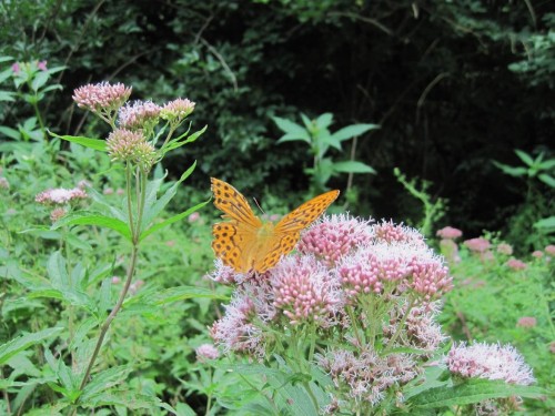 Kaisermantel auf Dost.