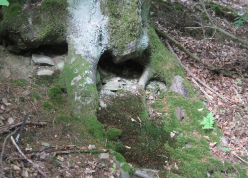 Weiter geht`s berab, am Hang wohnen Hollen, so wurde uns in der Volksschule erzählt. Dies ist wohl ein Eingang zu ihrer Behausung.