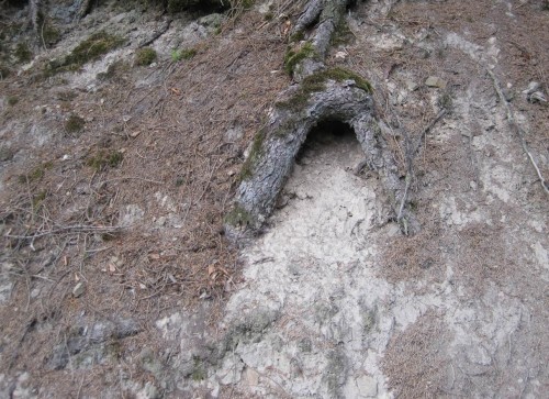 Ob nun Hollen oder wer - reinkletternd und rausrutschend scheint hier jedenfalls allerhand Getier zu hausen.