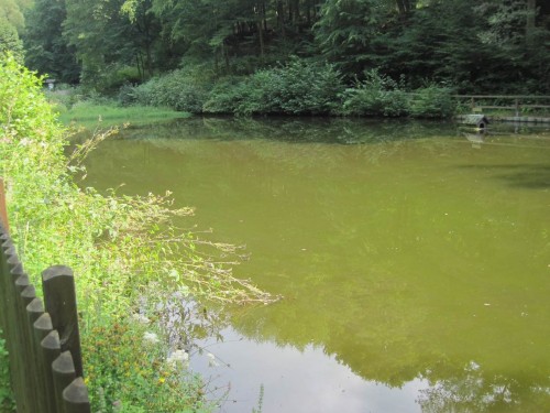 Kurz vor dem Ausgangspunkt der Wanderung - ein direkt vom Bach durchflossener Waldteich. Solch Wärmesammler sorgt im Sommer für effektives Verdunsten des Bisschen verbliebenen Quellwassers.