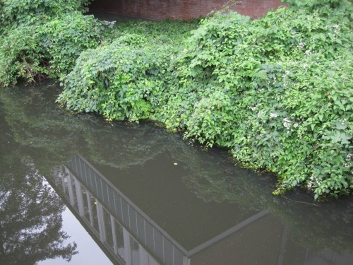 Wo wegen zu dichter Bebauung am Ufer kein Baumstandort möglich ist, bietet Pflanzenüberhang z.B. von Schlingpflanzen auch gute Verstecke.