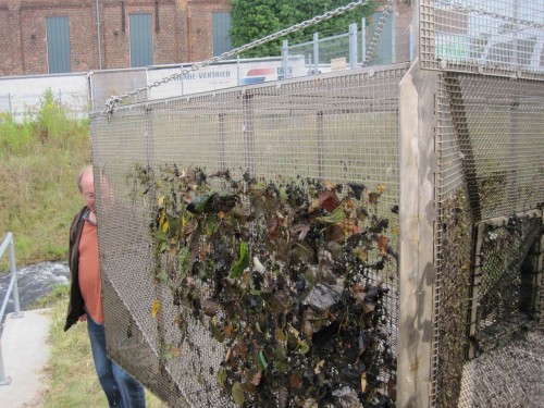Was wird uns der Fang in der Fischpass-Reuse heute sagen? Auf jeden Fall wirkt sie als Treibselsammler und zeigt die Futtergrundlage der Bachorganismen: (Erlen)Blätter.